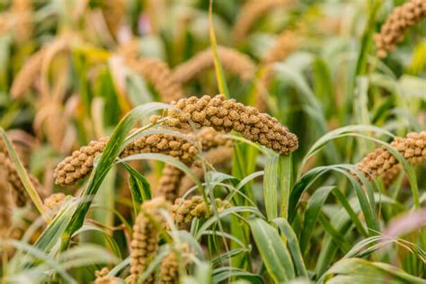 Le Millet Ses Bienfaits Et Comment Le Cuisiner