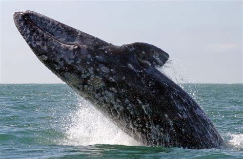 Gray Whale Facts, Size, Habitat, Behavior, Diet, Pictures