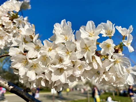 NATIONAL CHERRY BLOSSOM FESTIVAL - 1059 Photos & 173 Reviews - Tidal Basin, Washington, District ...