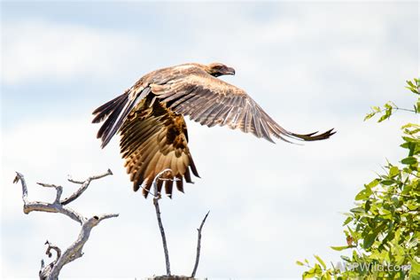 Wedge-tailed Eagle – AHP Wild