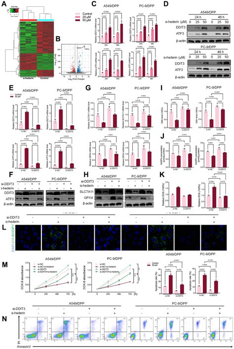 α Hederin promotes ferroptosis and reverses cisplatin chemoresistance