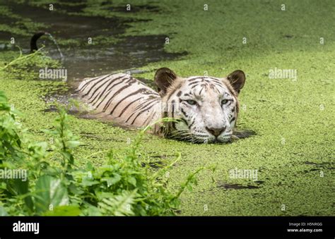 White Tiger Swims In The Water Of A Marshy Swamp White Bengal Tigers