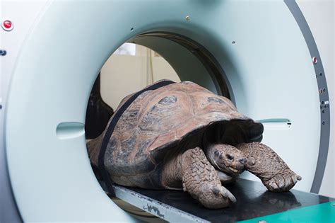 Klinik für Bildgebende Diagnostik Universitäres Tierspital Zürich