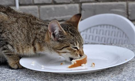 Pueden Los Gatos Comer Pan Todo Sobre Los Gatos Mininos Es