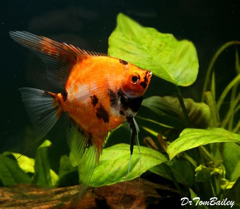 Premium New Rare Red Koi Angelfish