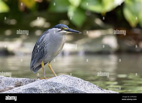 butorides striata asia  res stock photography  images alamy