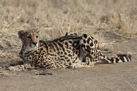 Top 25 Facts About The King Cheetah Africas Rarest Cat