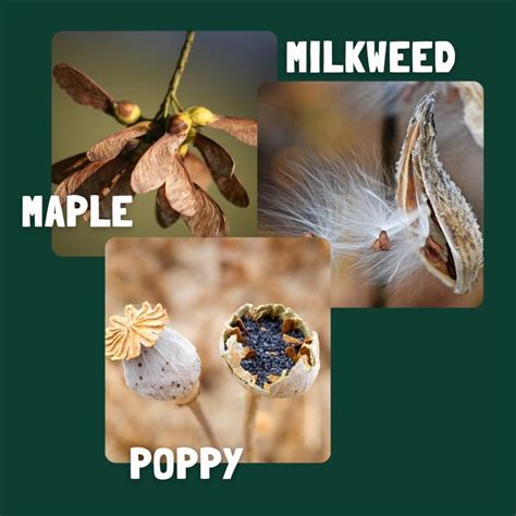 seed dispersal clip