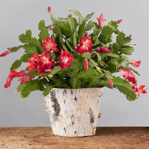 21 Small Indoor Plants for 2022 — Top Small Indoor Houseplants