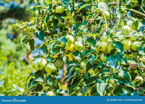 Unripe Green Apples Orchard Young Apple Tree Ripe Fruit Harvest