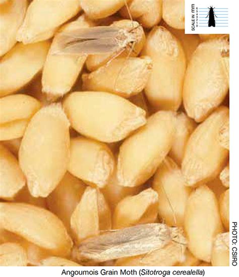 Stored Grain Pests Identification The Back Pocket Guide Stored