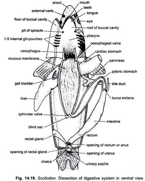 Shark Digestive System Diagram