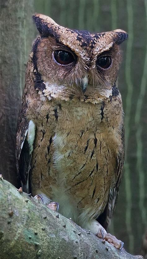 Indian Scops Owl (Otus bakkamoena) : r/Owls