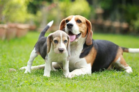 Tout Savoir Sur Le Beagle