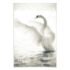 Papier Peint Photo Cygne Majestueux Wall Art Fr