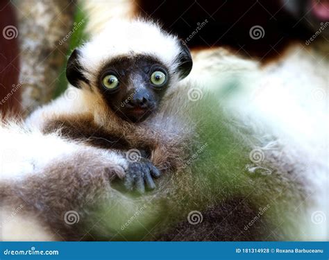 Baby Lemur Eating Fruits On A Branch Tree In Madagascar Stock Photo ...