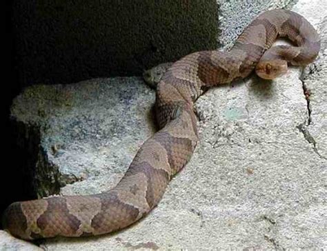 Copperhead Snake Facts and Pictures