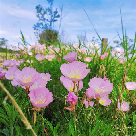 夏天路边小花粉红色野花绿色清新特写摄影图高清摄影大图 千库网