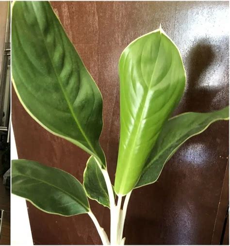 Aglaonema White Edge Care Guide For Beginners Garden Lively