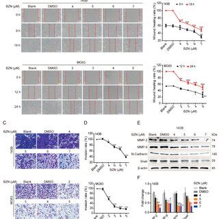 BZN Inhibits The Migration And Invasion Of OS Cells A The Effect Of