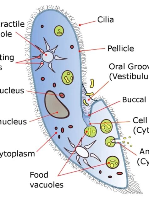 Example Of Protista Kingdom Classification Hot Sex Picture