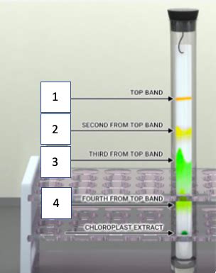 Lab Exam 2 Bio 111 Diagram Quizlet