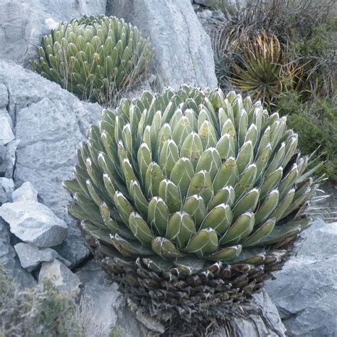 Agave Victoriae Reginae Agave De La Reine Victoria Compacte En