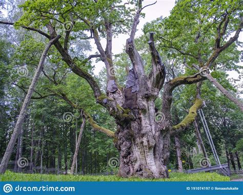 Stelmuze Oak The One Of Three Oldest Tree In Europe Royalty-Free Stock ...