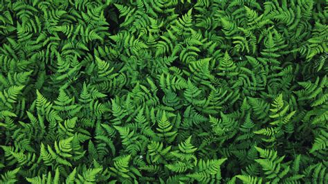 Fern Wallpapers - Top Free Fern Backgrounds - WallpaperAccess