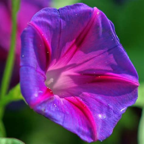 Ipomoea Purpurea Trepadeira Gl Ria Da Manh Morning Glory Corda De