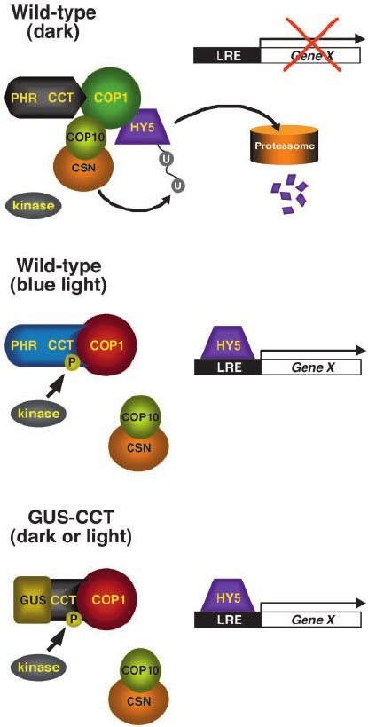 Model For Cry Mediated Signaling Through Modulation Of Gene Expression