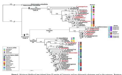 Maximum Likelihood Tree Inferred From Species Of Cotoneaster And Two