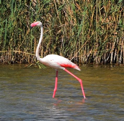 Photo Greater Flamingo Phoenicopterus Roseus Observation Org