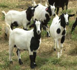 Goat Breeds Myotonic – Goats