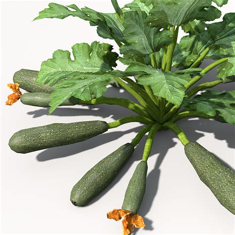 Lightwave Xfrogplants Zucchini Plant