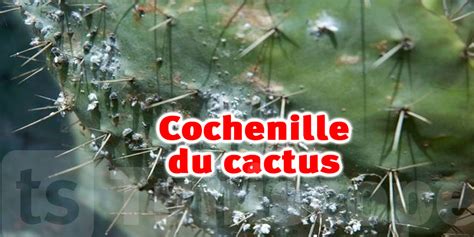 Des Coccinelles Mexicaines Du Maroc Pour Sauver Le Cactus Tunisien