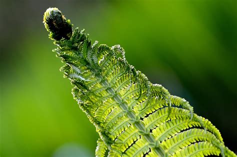 Fern Flower Nature - Free photo on Pixabay