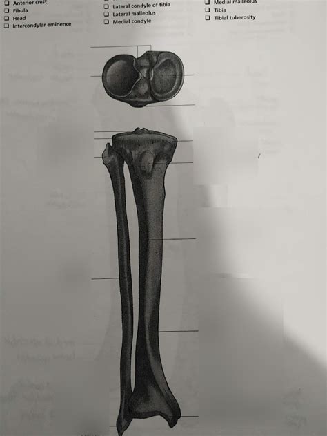 Tibia And Fibula Landmarks Diagram Quizlet