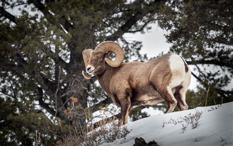 Yellowstone Wildlife in Winter | Creative Photographs by Shelly Rosenberg