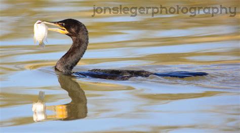 Northern Illinois Birder Double Crested Cormorant Eating A Fish