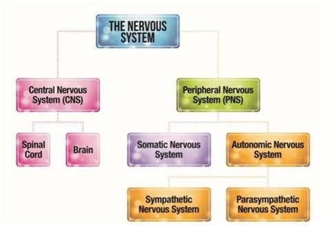 Biopsych Flashcards Quizlet