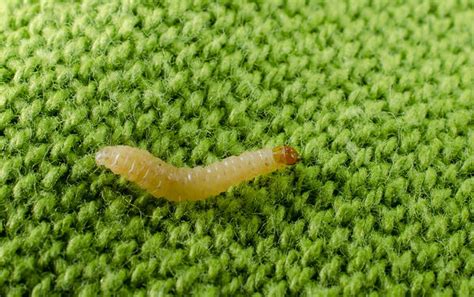 How to Get Rid of Clothes Moths and Their Larvae - The Facts