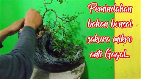 Pemindahan Bahan Bonsai Ke Pot Relief Anti Gagal YouTube