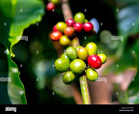 Coffee plantation india hi-res stock photography and images - Alamy