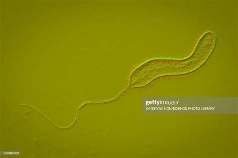 Cholera Bacteria Illustration High Res Vector Graphic Getty Images