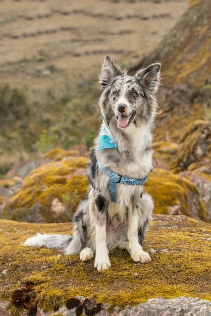 Lindo Cachorro Merle Border Collie Foto Premium