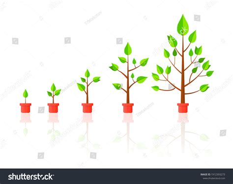 Life Cycle Timeline Und Wachstumsmetapher Baumwachstum Stock