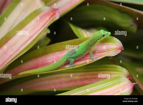 Gold Dust Day Gecko On Bromeliad Plant Leaf Hawaii Stock Photo Alamy