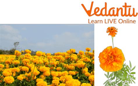 Facts About Marigold Flower |Learn Important Terms and Concepts