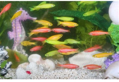 Genetic Engineering In Animals Meet Glofish The First Genetically